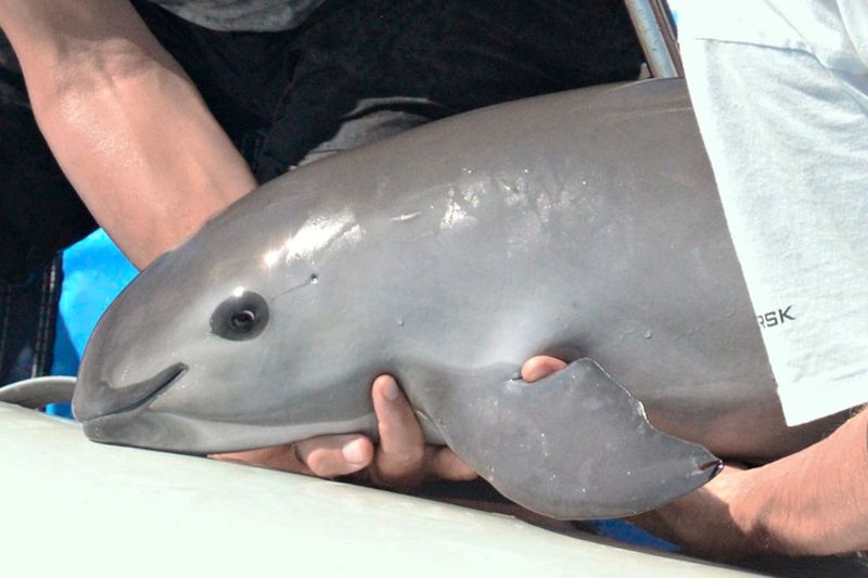 Vaquita