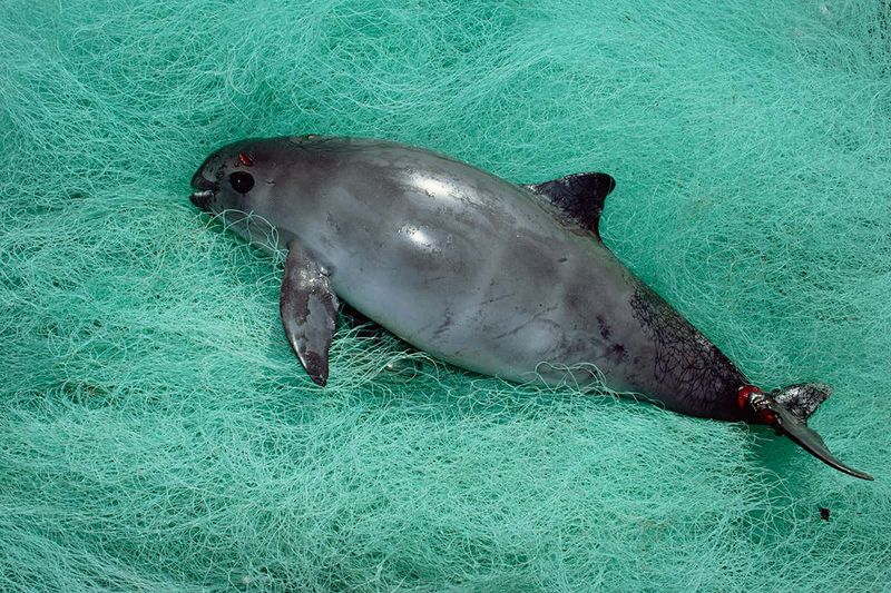 Vaquita