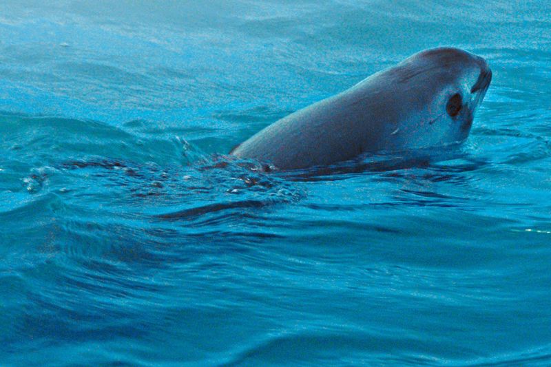 Vaquita