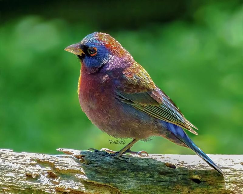 Varied Bunting