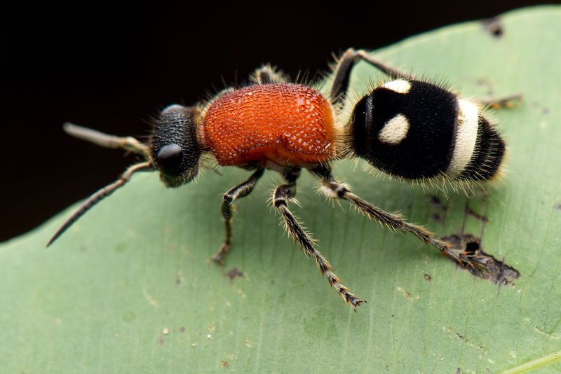 Velvet Ant