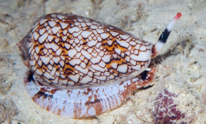 Venomous Cone Snail