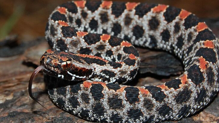 Venomous Snakes in the U.S.