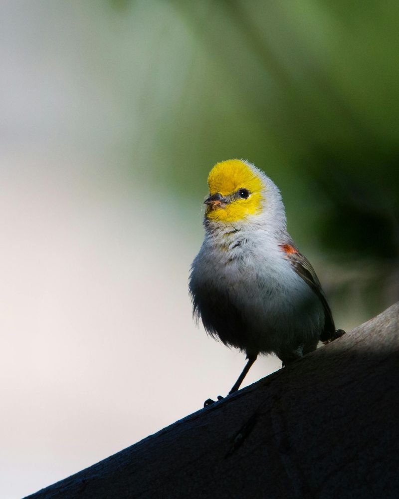 Verdin