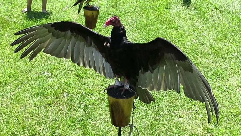 Victor the Vulture