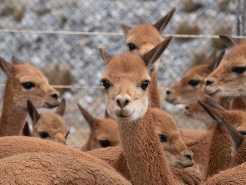 Vicuña