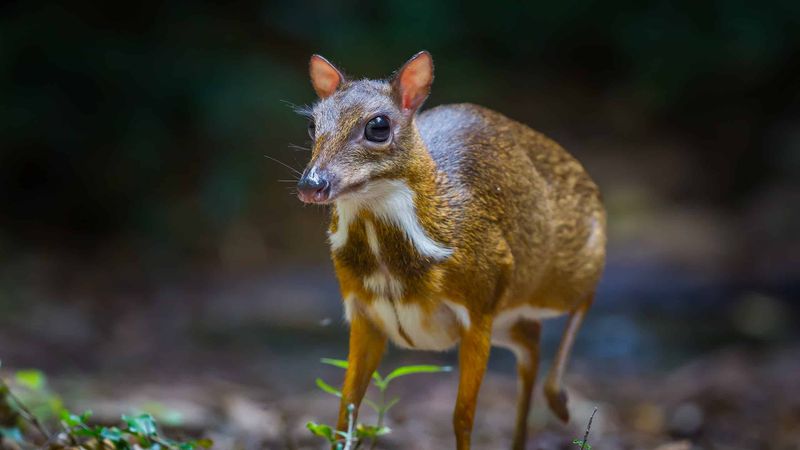 Vietnamese Mouse-deer