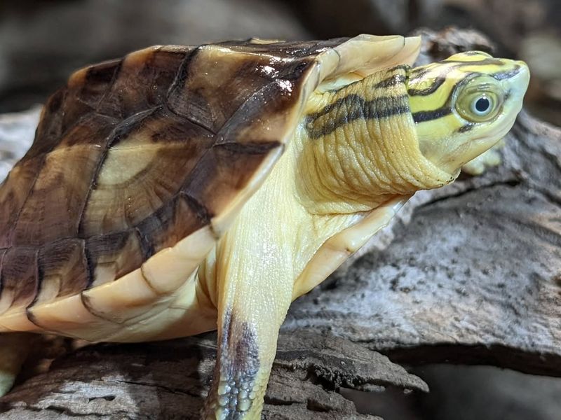 Vietnamese Pond Turtle