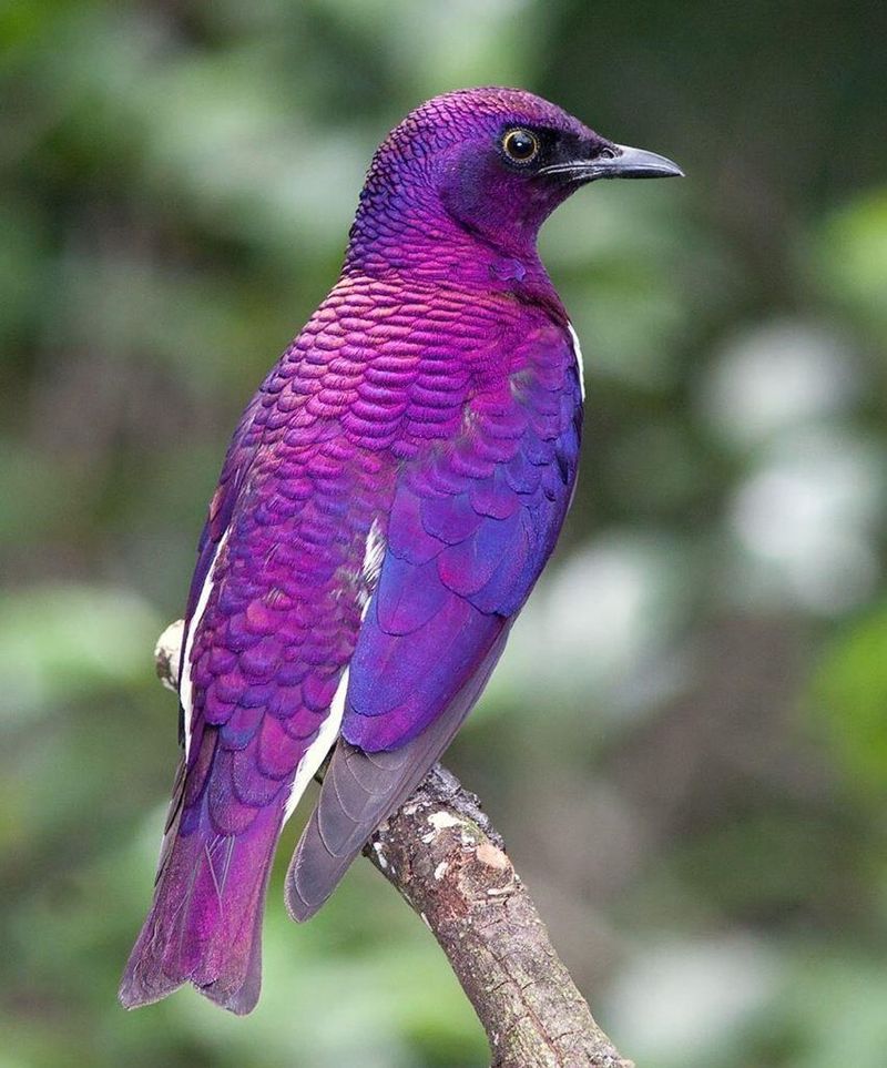 Violet-backed Starling