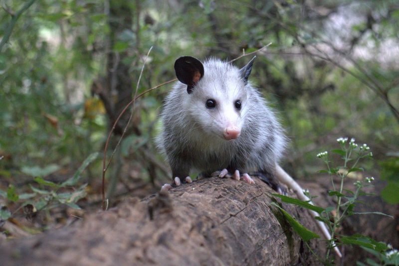 Virginia Opossum