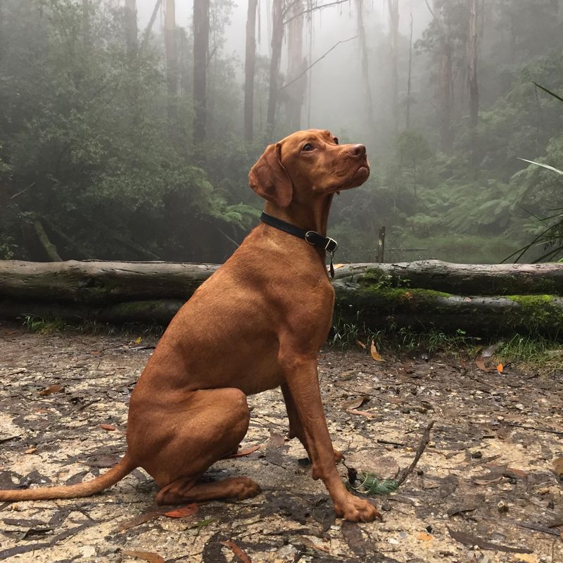 Vizsla