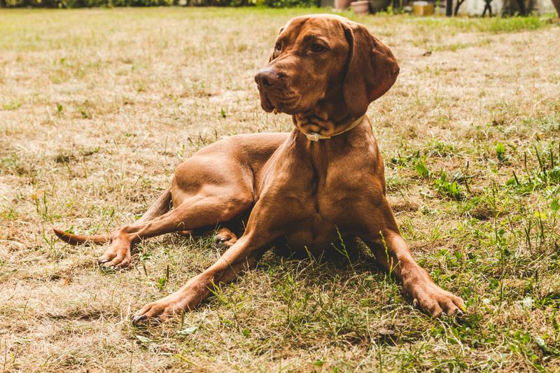 Vizsla