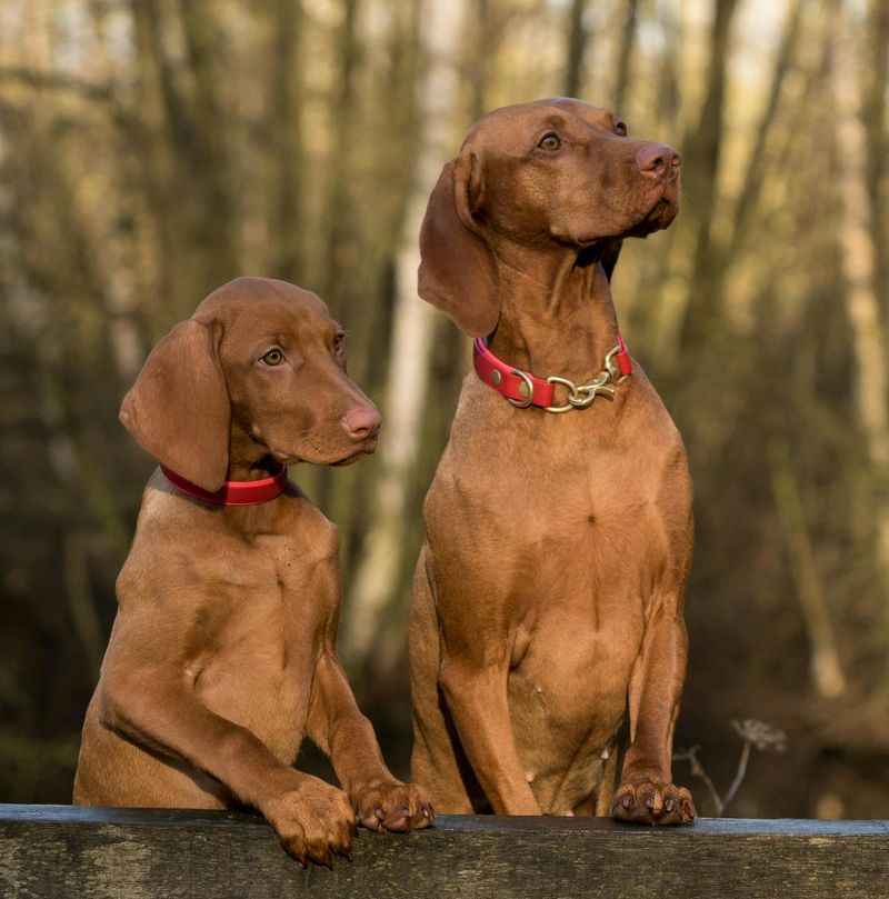 Vizsla