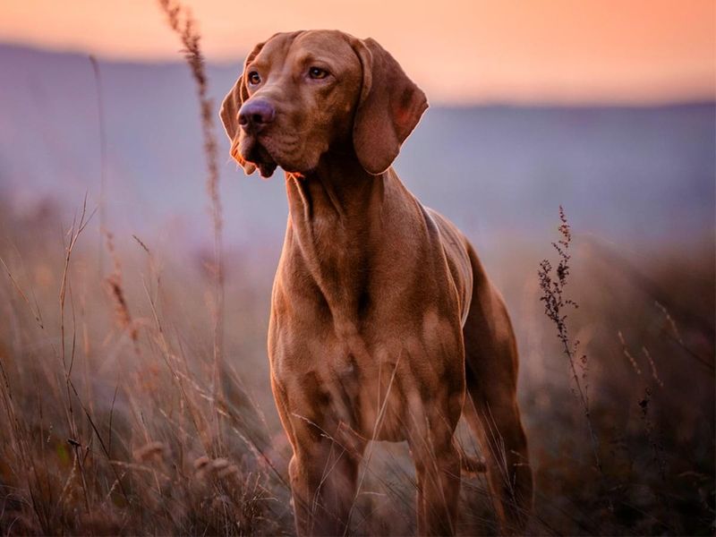 Vizsla