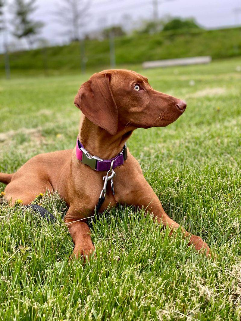 Vizsla