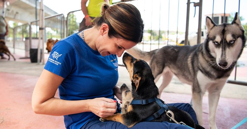 Volunteer for Animal Causes