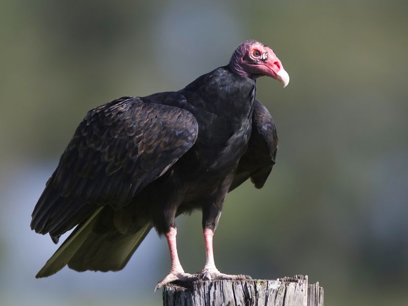 Vulture