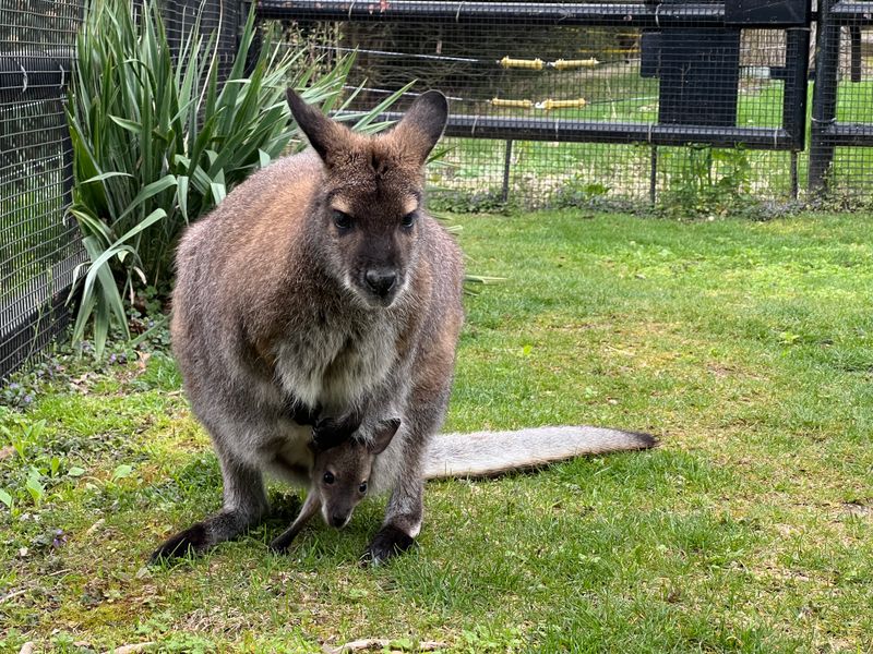 Wallaby