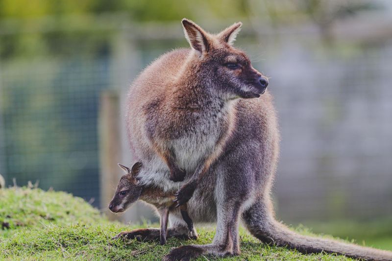 Wallaby