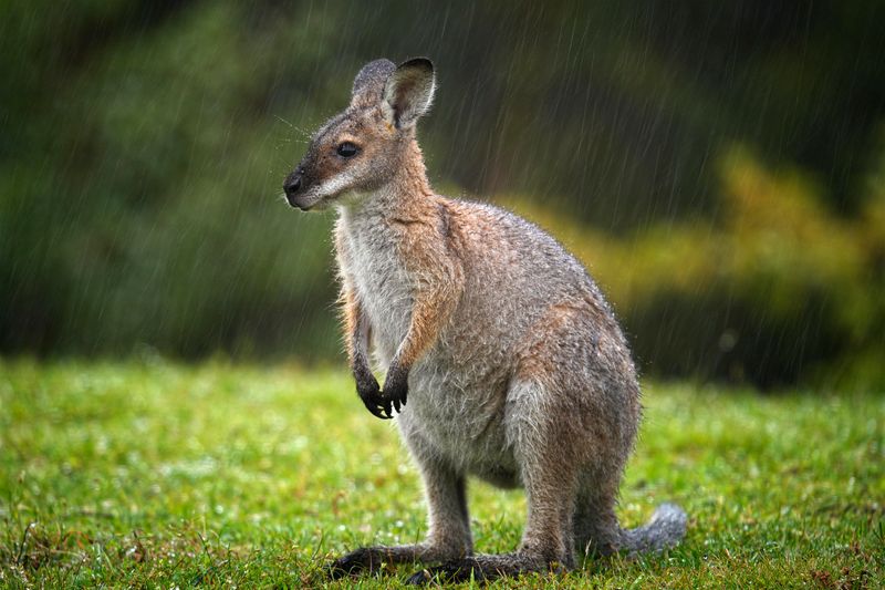 Wallaby