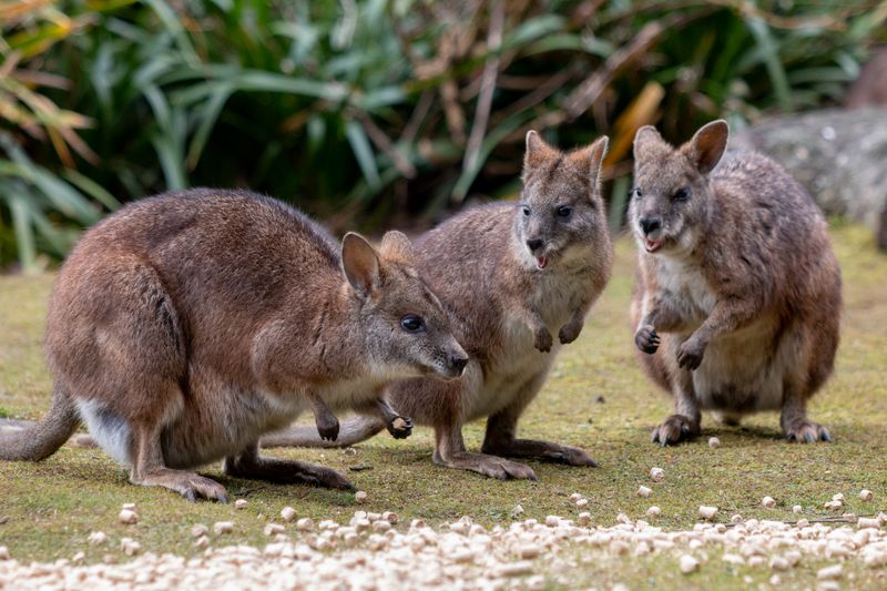 Wallaby