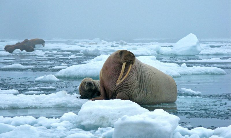 Walrus