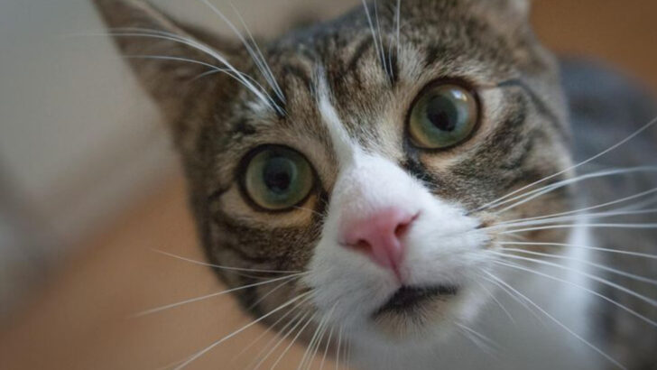 18 Warning Signs Your Cat Is in Pain and Needs Help