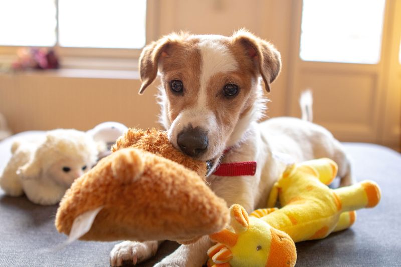 Wash Pet Toys Regularly