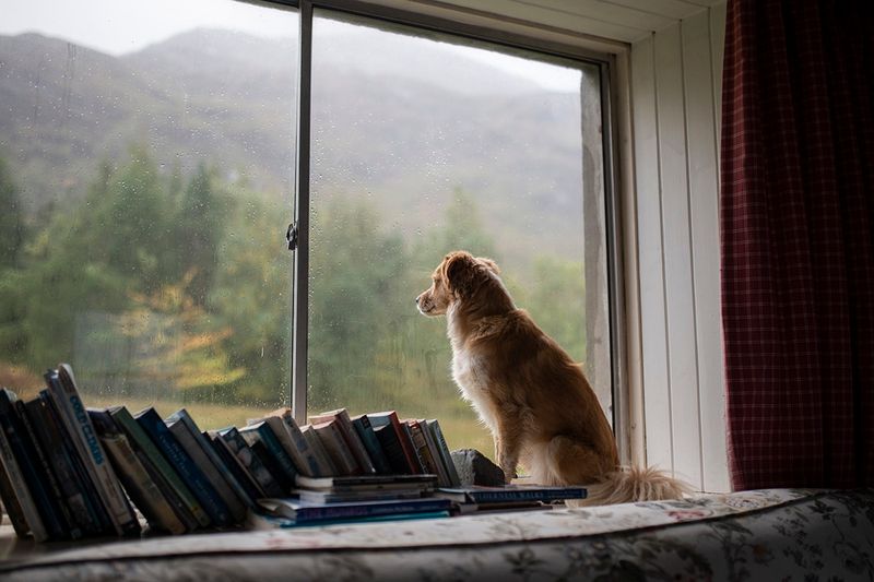 Watching Outside the Window