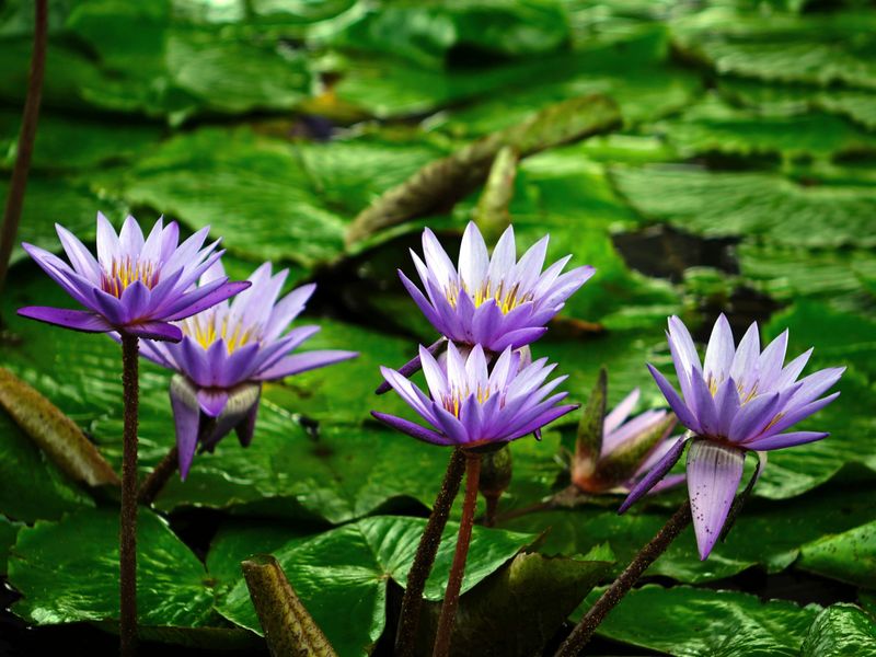 Water Lilies