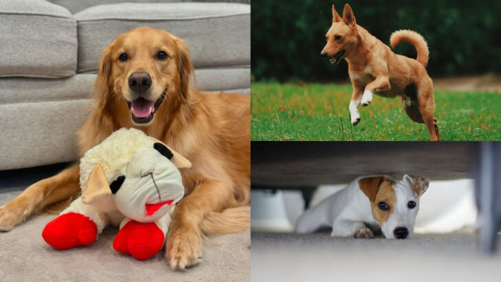 18 Ways You’re Encouraging Your Dogs Reactivity Without Realizing