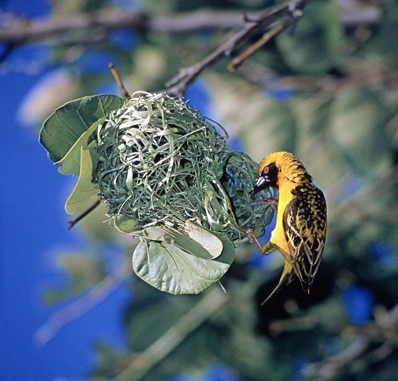 Weaver Bird