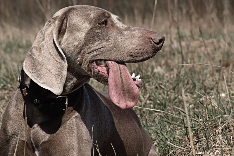 Weimaraner