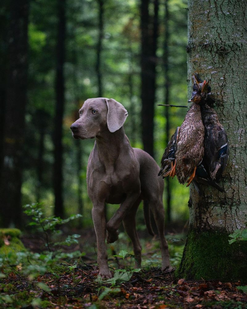 Weimaraner