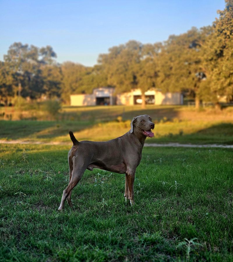 Weimaraner