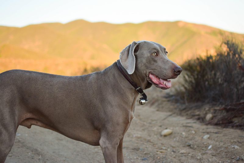 Weimaraner