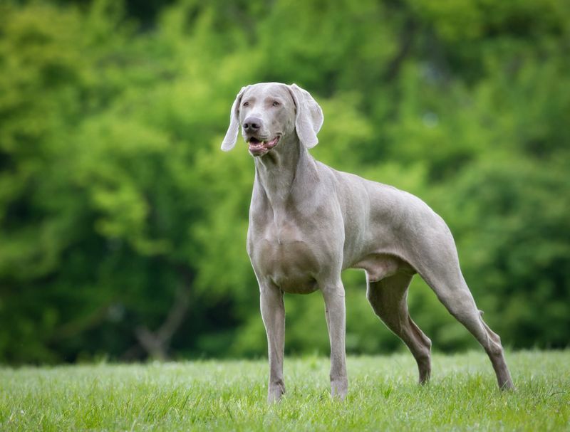 Weimaraner