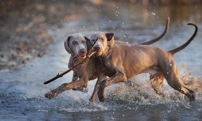 Weimaraner