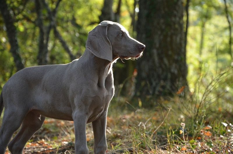 Weimaraner