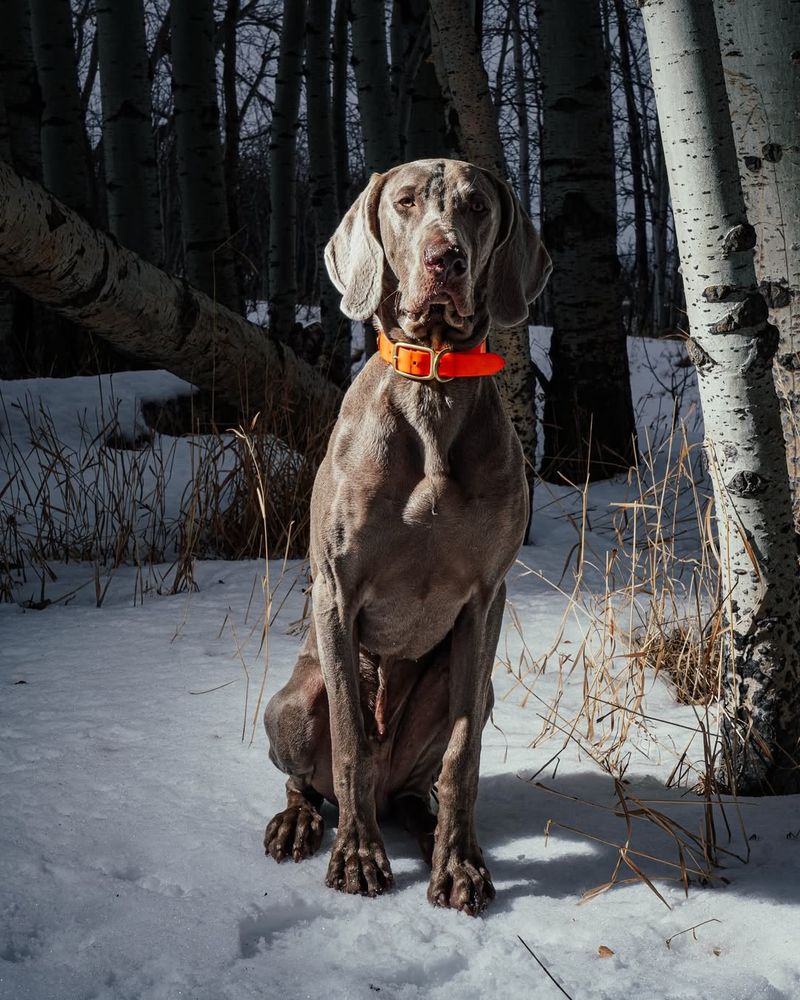 Weimaraner