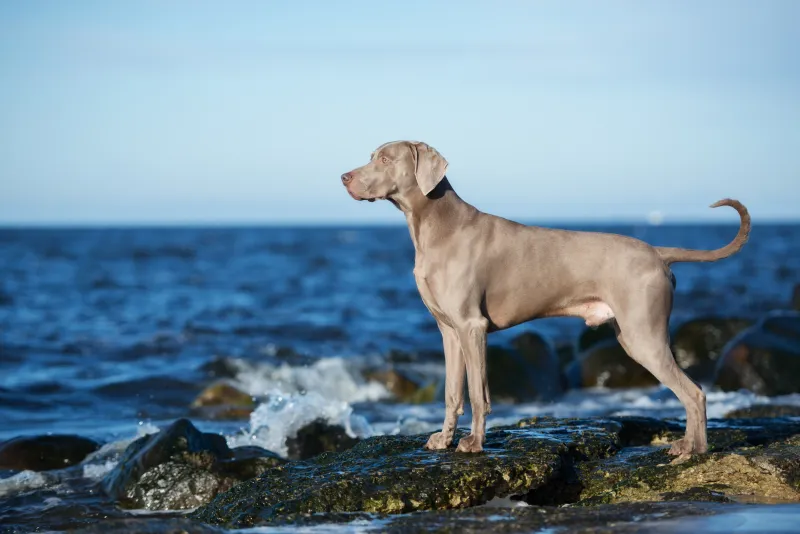 Weimaraner