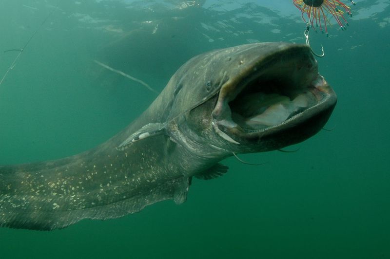 Wels Catfish