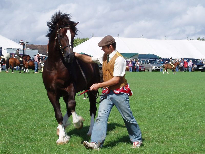 Welsh Cob