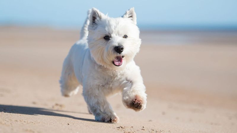 West Highland White Terrier