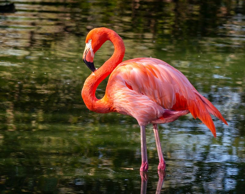 West Indian Flamingo