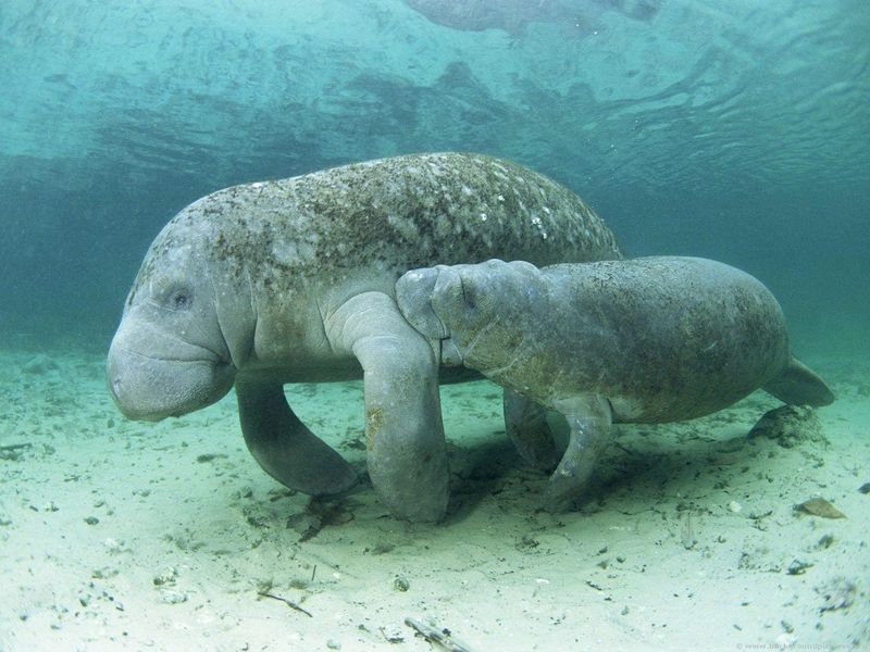 West Indian Manatee