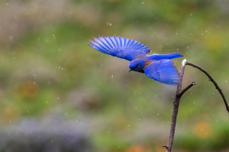 Western Bluebird