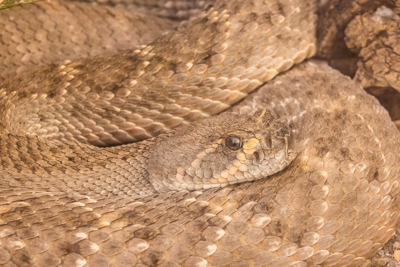 Western Diamondback Rattlesnake