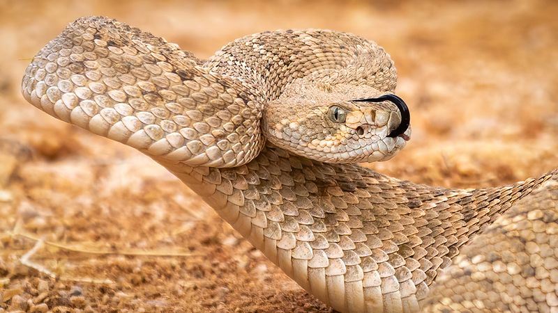 Western Diamondback Rattlesnake