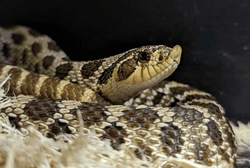 Western Hognose